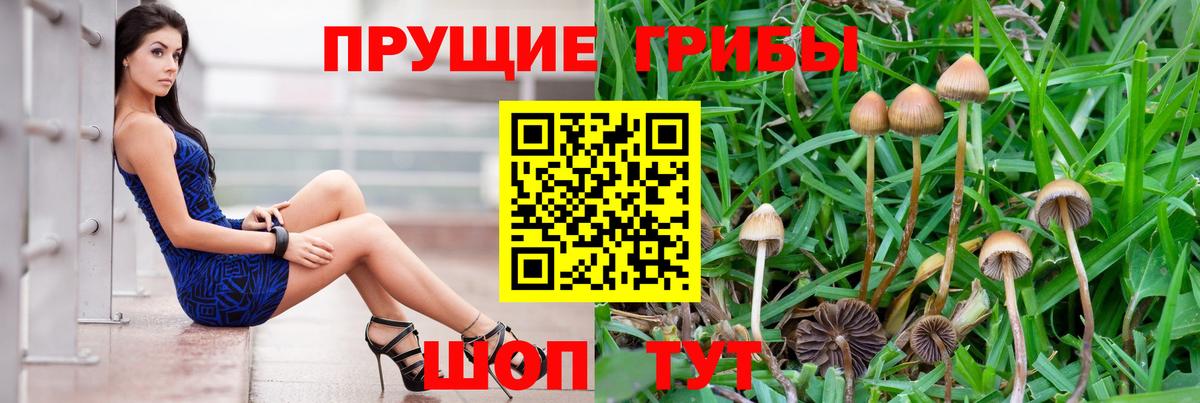 Псилоцибиновые грибы мицелий  Вход с VPN  Кореновск  Галлюциногенные грибы ЛСД 